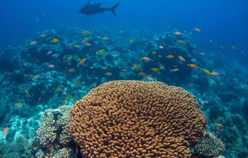 RECIBE EL 2026 ARUBA 31 DIC AL 04 ENE