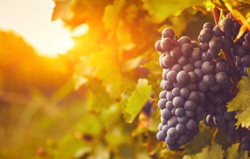 VIÑAS QUEIROLO 3 Días / 2 Noches